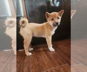 Shiba Inu Puppy for sale in REMSEN, IA, USA