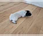 Small Photo #28 German Shorthaired Pointer Puppy For Sale in EVANSVILLE, WY, USA