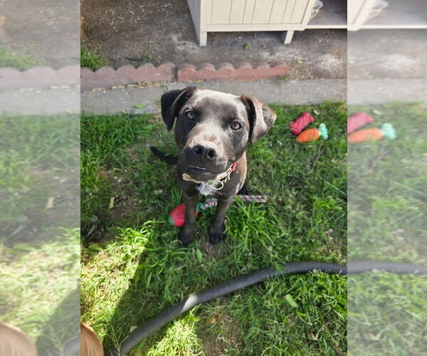 Medium Photo #1 Labrador Retriever-Unknown Mix Puppy For Sale in Dana Point, CA, USA