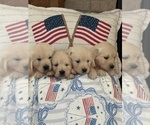 Small #5 English Cream Golden Retriever
