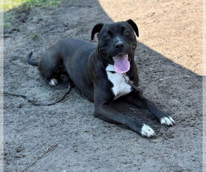 Labrador Retriever-Unknown Mix Dogs for adoption in Virginia Beach, VA, USA