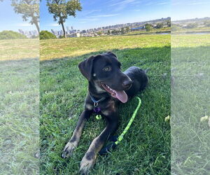 Labrador Retriever-Unknown Mix Dogs for adoption in Aurora, CO, USA