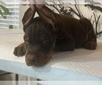 Small Photo #13 Doberman Pinscher Puppy For Sale in COLORADO SPRINGS, CO, USA