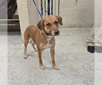 Small Labrador Retriever Mix