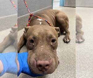 Mutt Dogs for adoption in Las Vegas, NV, USA