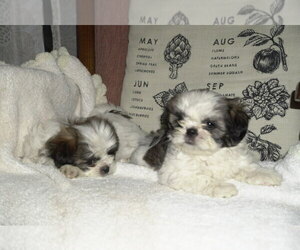 Shih Tzu Puppy for Sale in AMERICAN CANYON, California USA