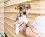 Small #1 Chihuahua Mix