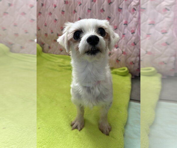 Medium Photo #2 Maltese Puppy For Sale in Pacolet, SC, USA