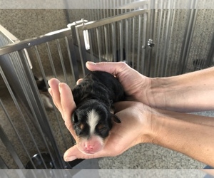 Bernedoodle Puppy for sale in ARTHUR, IL, USA