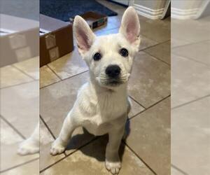 German Shepherd Dog-Unknown Mix Dogs for adoption in Conroe, TX, USA