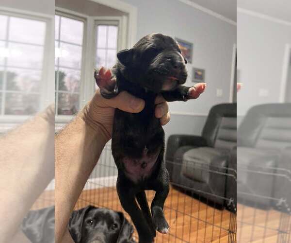 Medium Photo #2 Great Dane Puppy For Sale in MAYSVILLE, KY, USA