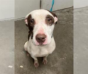Labrador Retriever-Unknown Mix Dogs for adoption in Rosenberg, TX, USA