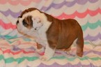 Small Photo #8 Bulldog Puppy For Sale in CHINO HILLS, CA, USA