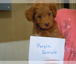 Small Photo #2 Goldendoodle (Miniature) Puppy For Sale in ALLIANCE, NE, USA