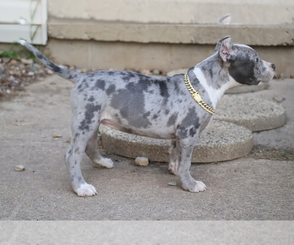 Medium Photo #3 American Bully Puppy For Sale in CHAMPAIGN, IL, USA