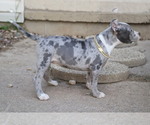 Small Photo #3 American Bully Puppy For Sale in CHAMPAIGN, IL, USA
