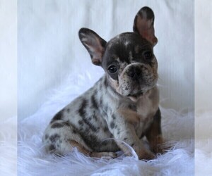 French Bulldog Puppy for sale in ROCK STREAM, NY, USA