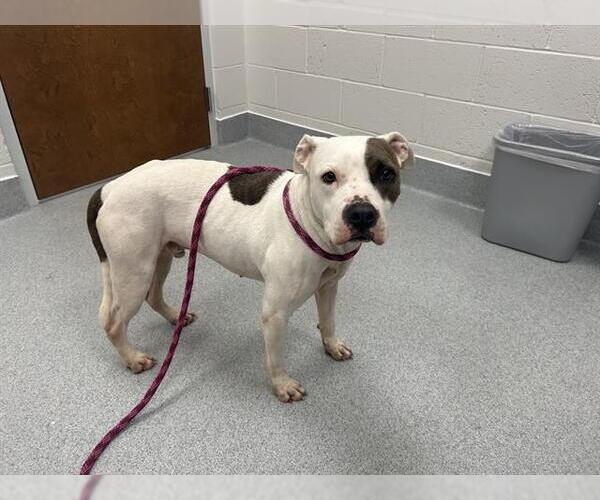 Medium Photo #1 American Pit Bull Terrier-Unknown Mix Puppy For Sale in Ocala, FL, USA