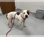 Small American Pit Bull Terrier Mix