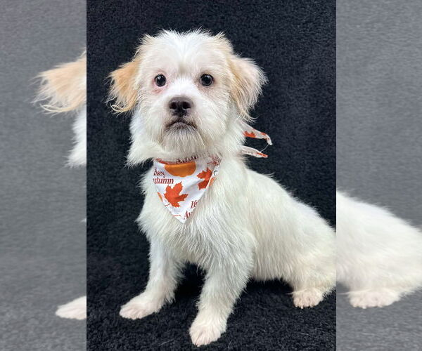 Medium Photo #6 Mutt Puppy For Sale in Grafton, WI, USA