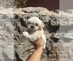 Small Photo #1 Shih Tzu Puppy For Sale in BERNALILLO, NM, USA