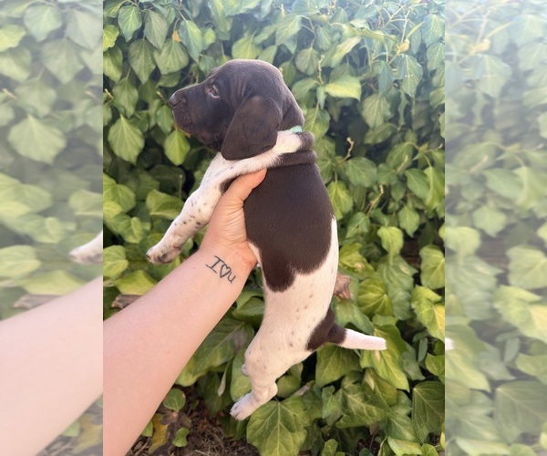 Medium Photo #5 German Shorthaired Pointer Puppy For Sale in PLACERVILLE, CA, USA