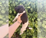 Small #4 German Shorthaired Pointer