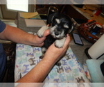 Small Photo #1 Schnauzer (Miniature) Puppy For Sale in ROCKINGHAM, NC, USA
