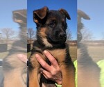 Small Photo #10 German Shepherd Dog Puppy For Sale in SOMERVILLE, OH, USA