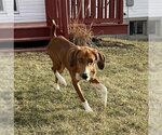 Small #5 Treeing Walker Coonhound Mix