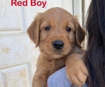 Puppy Red Collar Golden Retriever