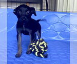 Small #2 Mutt