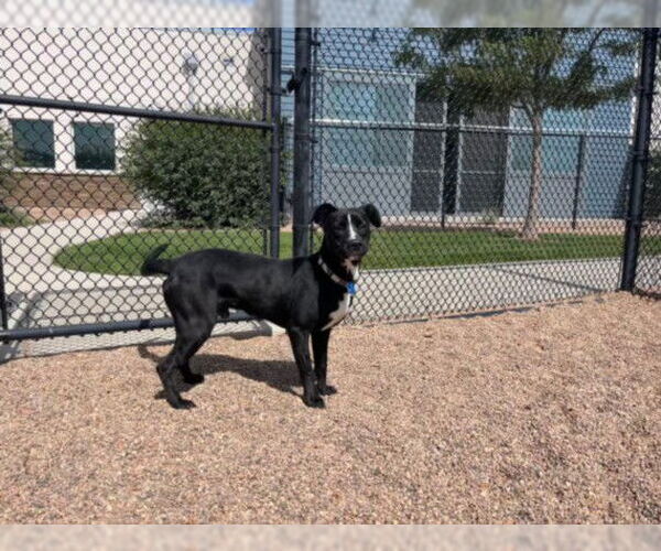 Medium Photo #2 American Pit Bull Terrier-Unknown Mix Puppy For Sale in Fort Collins, CO, USA