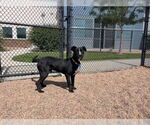 Small #1 American Pit Bull Terrier Mix