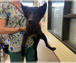 German Shepherd Dog-Unknown Mix Dogs for adoption in Denver, CO, USA