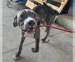 American Pit Bull Terrier-Labrador Retriever Mix Dogs for adoption in Texas City, TX, USA