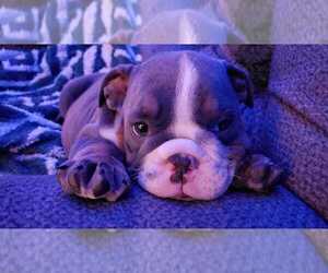 English Bulldog Puppy for sale in BAYVILLE, NJ, USA