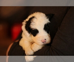 Small Photo #9 Sheepadoodle Puppy For Sale in STANLEY, VA, USA