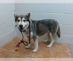 Medium Alaskan Klee Kai Mix