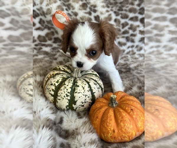 Medium Photo #6 Cavalier King Charles Spaniel Puppy For Sale in ABILENE, TX, USA