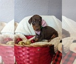Small Photo #8 Doberman Pinscher Puppy For Sale in BRIMFIELD, IL, USA