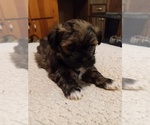 Puppy Little bit Havashu