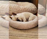 Small #8 French Bulldog