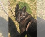 Small #7 German Shepherd Dog