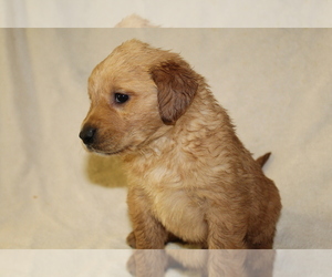 Golden Retriever Puppy for sale in BIG BEND, CO, USA