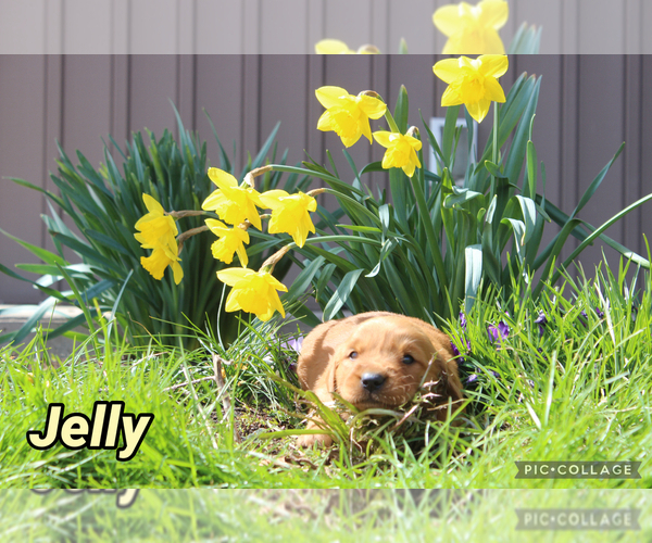 Medium Photo #2 Golden Retriever Puppy For Sale in MIDDLEBURG, PA, USA