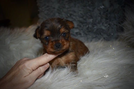Medium Photo #1 Yorkshire Terrier Puppy For Sale in KELLY, LA, USA