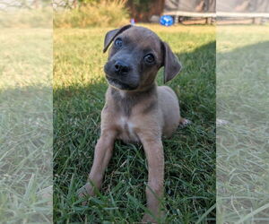 Medium Mutt