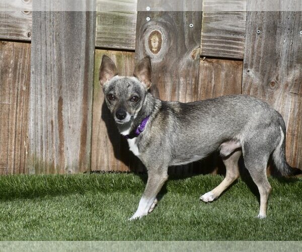 Medium Photo #4 Chihuahua Puppy For Sale in Sarasota, FL, USA