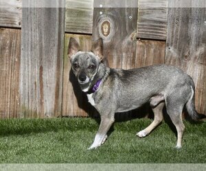 Ryan - Male Chihuahua Dog for Adoption - Photo #4